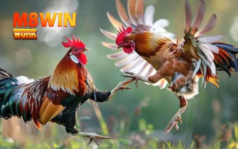 Mẹo vần gà đá có lực giúp gà tăng cường lực đá, ra đòn mạnh 3 mẹo vần gà đá có lực